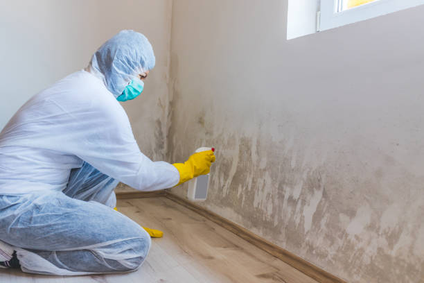 Licensed Black Mold Removal service in Manchester, MD - WQB Mold Removal
