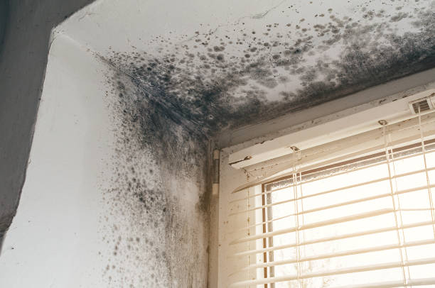 Affordable Black Mold Removal solutions in Manchester, MD