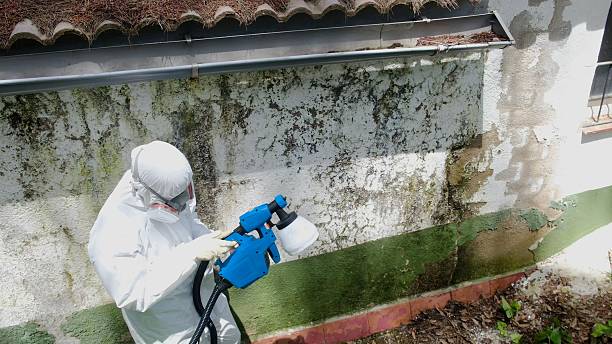 Top rated local Black Mold Removal specialists in Manchester, MD